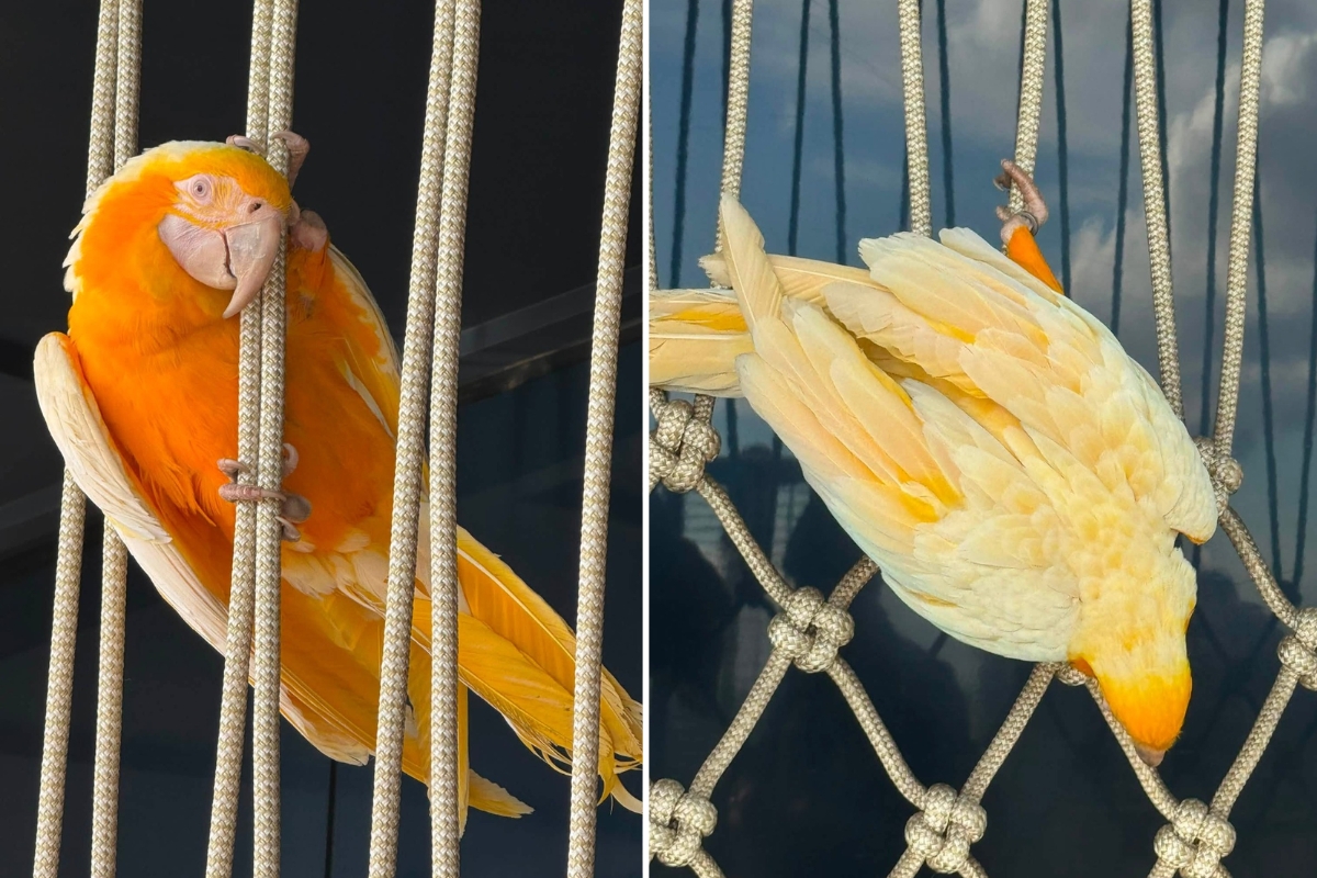 Article image for ‘Sydney bird hunt’ – Can you help us find Twisty ?