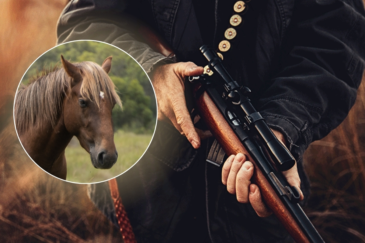 Article image for ‘1 horse, 15 bullets’ – Brumby cull blocked