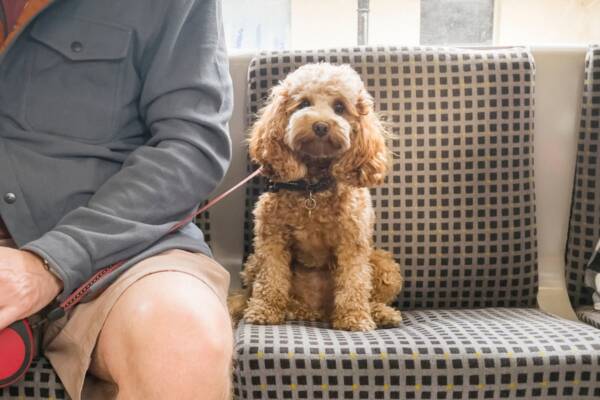 ‘Pets on board’ - Controversial plan for public transport
