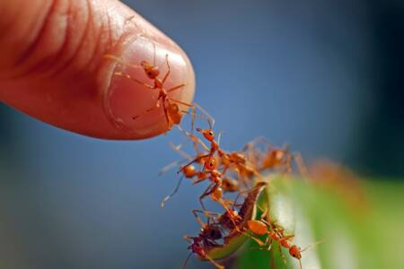‘Won’t cop that’ – Levy takes aim at Minister over fire ant infestation