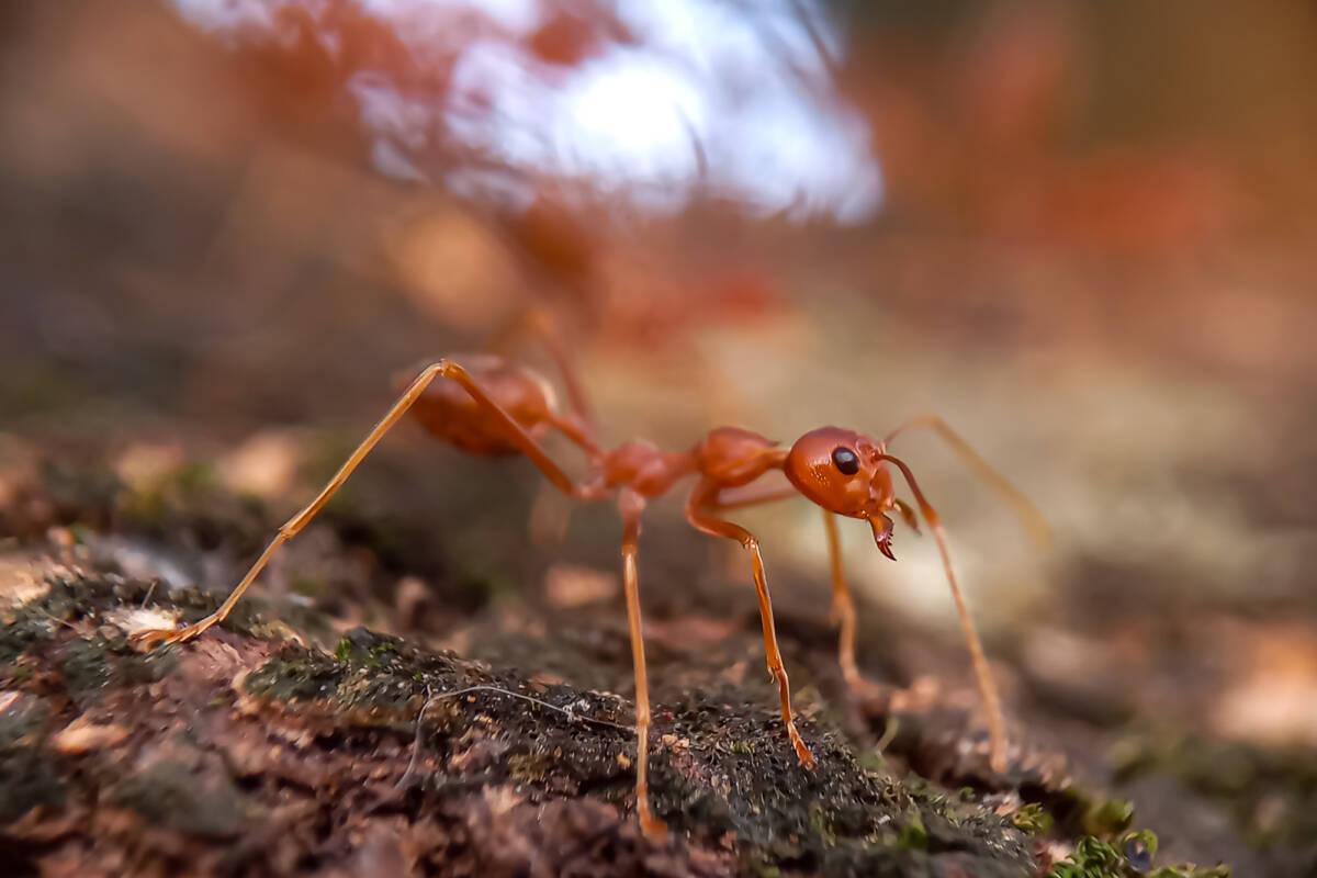 Article image for ‘Concerning’ – Minister concedes concern warranted on Fire Ants